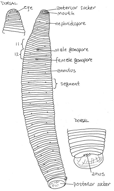 Leech Anatomy Anatomy Drawing Diagram | Images and Photos finder