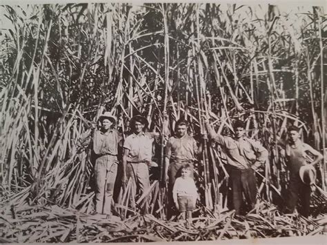 The evolution of Queensland's sugar cane industry | Farm Online | ACT