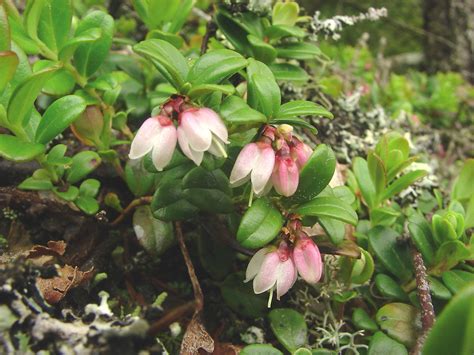 Vaccinium vitis-idaea (mountain cranberry): Go Botany