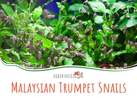 Caresheet: Malaysian Trumpet Snails - Aquariadise