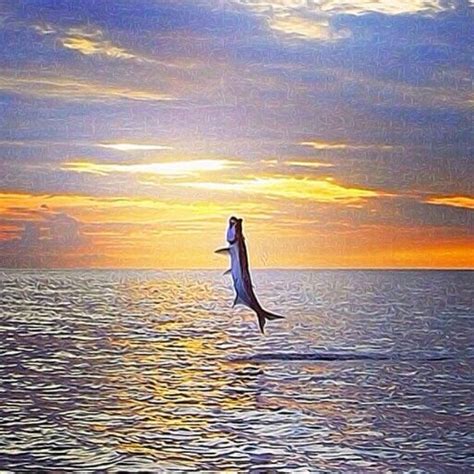 Tarpon jumping - these amazing creatures often can be seen in the ...