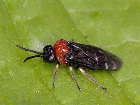 Eutomostethus ephippium (Tenthredinidae) | L: ~4-7 mm Larven… | Flickr