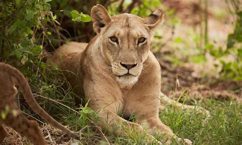 803 nombres de leones rugientes para el rey de las bestias – Animalisimo