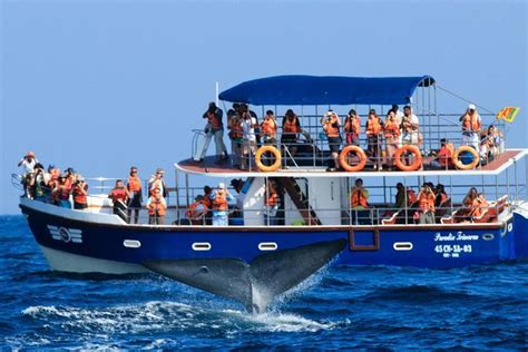 Mirissa Whale Watching Day Trip from Bentota /Kalutara /Ahungalla ...