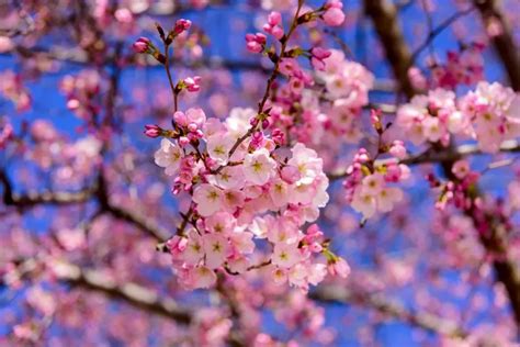 Cherry Trees vs. Cherry Blossoms (Are They One and the Same?) - The ...