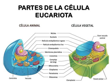 Partes De La Celula Eucariota | Hot Sex Picture