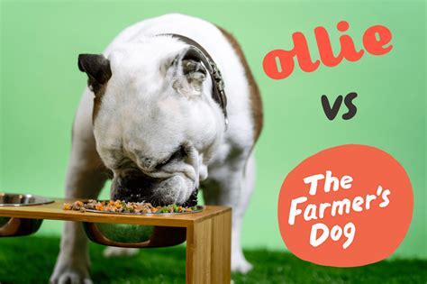 Ollie vs The Farmer's Dog: Which is the Best Fresh Dog Food Online?