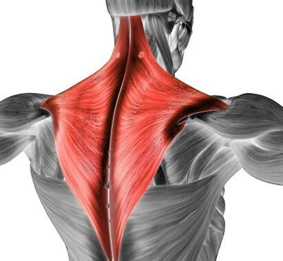 Trapezius Pain: Causes & Treatment - Shoulder Pain Explained (2023)