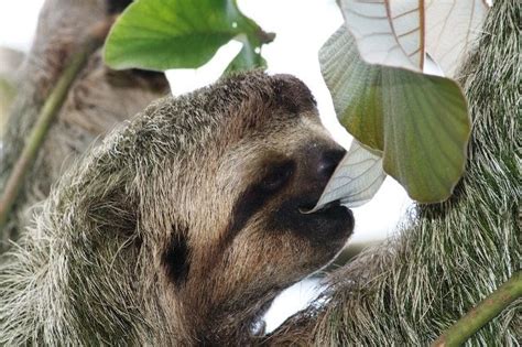 Under the Sloth: Sloths Eating