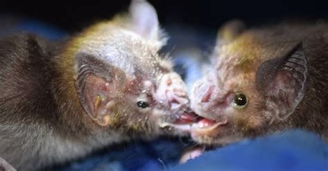 Global Warming, Development Could Bring Vampire Bats to Florida | WUSF ...