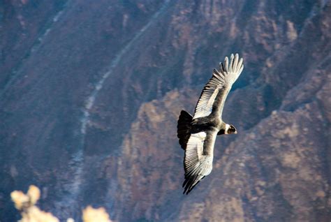 Andean Condors in Peru: All you need to know | Peruvian Soul