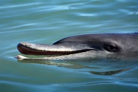 10 Mind-Blowing Facts About Dolphin Intelligence - Toptenz.net