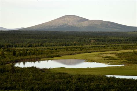 The ancient subarctic forests at risk from climate change and war ...