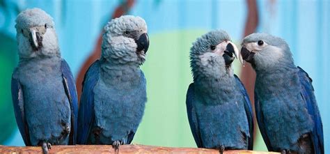 Awesome Spix’s Macaw That Inspired 'Blu' In Film Rio Is The Latest ...