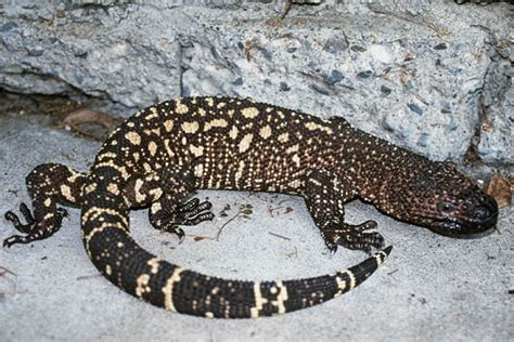 Mexican Beaded Lizard Facts and Pictures | Reptile Fact