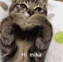 Cats GIF - Cats - Discover & Share GIFs