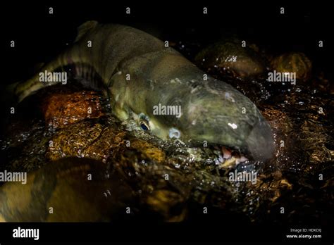 Salmon life cycle hi-res stock photography and images - Alamy