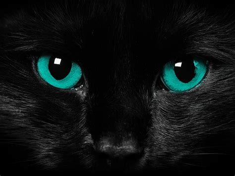 black-cat-blue-eyes-cat-wallpaper. - Animals Wallpaper (36524899) - Fanpop