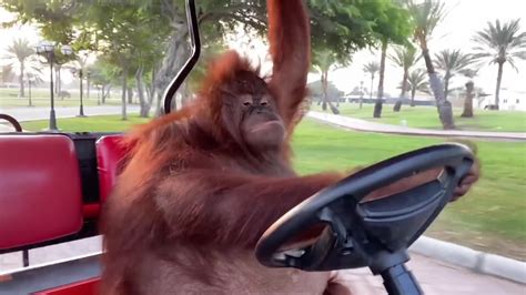 Orangutan Driving A Golf Cart - YouTube