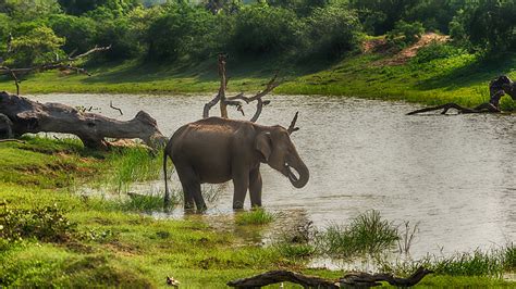 Pictures elephant Sri Lanka Yala National Park Rivers 1920x1080