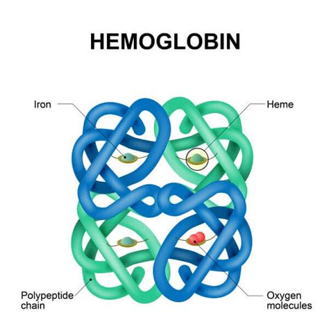 Protein Primary Structure Diagram