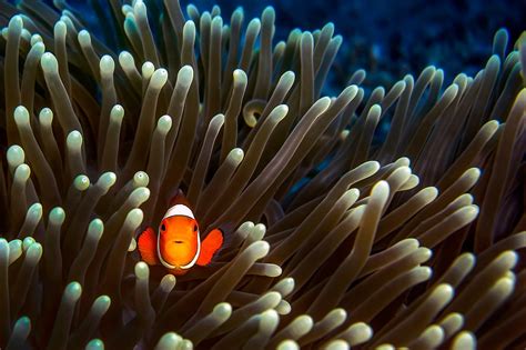 Nemo illustration, animals, fish, clownfish, sea anemones HD wallpaper ...