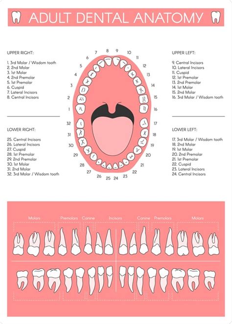 Tooth Naming Chart