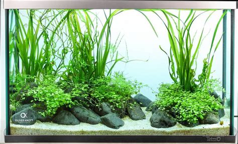 #werbung A normal 60cm standard aquarium with a simple planting. Easy ...