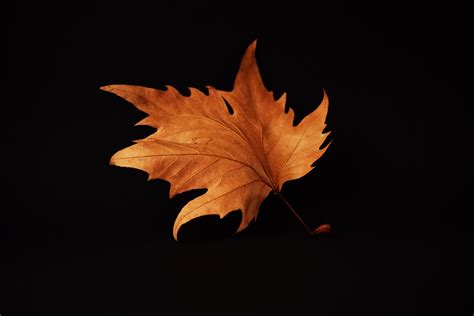 Otoño La Hoja Otoñal El Fondo - Foto gratis en Pixabay - Pixabay