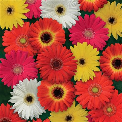 Gerbera Daisy - Assorted Colors | Gerbera Daisy - Assorted Colors ...