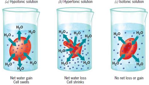 Osmosis - BioEdu