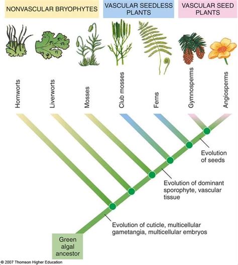 Evolution of Plants: Land Plant Ancestors and Green Algae