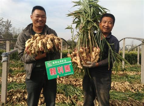 Chinese ginger shows better crop development and improved yield with ...