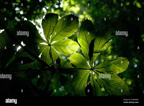 Horse Chestnut leaves Stock Photo - Alamy