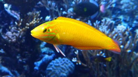 yellow reef safe fish | Reef2Reef