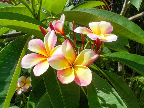 Small Flowering Trees South Florida Edition - RCH Landscaping