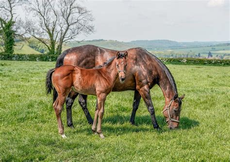 How To Start A Horse Breeding Farm