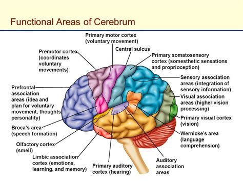 Diagram Of The Brain Showing The Functional Areas Areas Of C