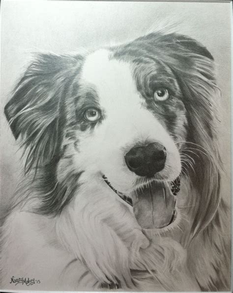 Pencil drawing I did of a beautiful Australian Shepherd! | Dog sketch ...