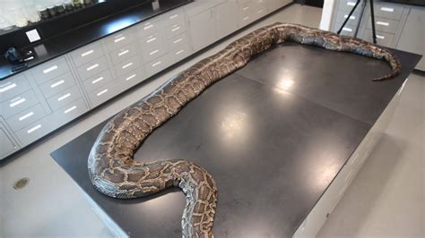 Florida python photos show range of sizes and encounters