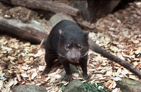 Tasmanian Devil - The Australian Museum