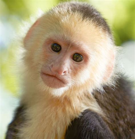 A Complete List of All Types of Monkeys ... | Capuchin monkey, Types of ...