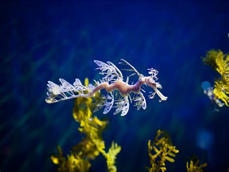 Leafy Seadragon - California Academy of Sciences