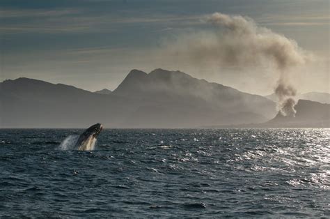 Hermanus is the best whale-watching spot in the world – but we knew ...