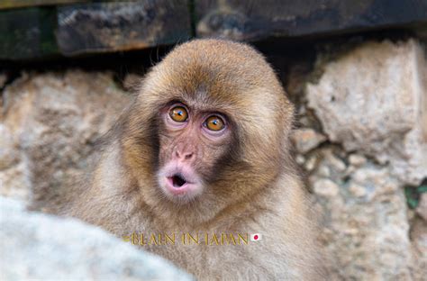 A Lone Baby Snow Monkey - Blain Harasymiw Photography