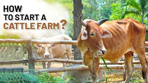 What is Cattle Farming : Tips and Types Explained