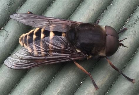 Male Dark Giant Horse Fly from the UK - What's That Bug?