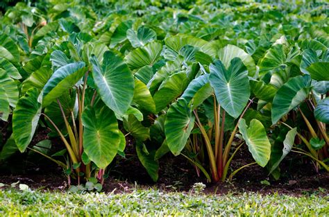 Taro | Description, Plant, Root, Edible, Poisonous, & Facts | Britannica