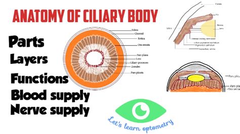 Sei Collaboratore Negare layers of ciliary body Nube gruppo musicale Gomma