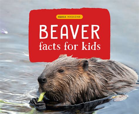 Beaver facts for kids - AQUILA Blog